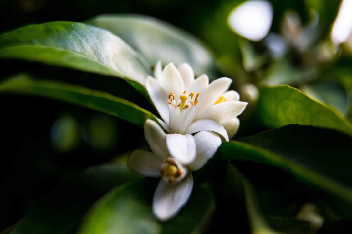 Neroli - květ princezen - pravaja.cz