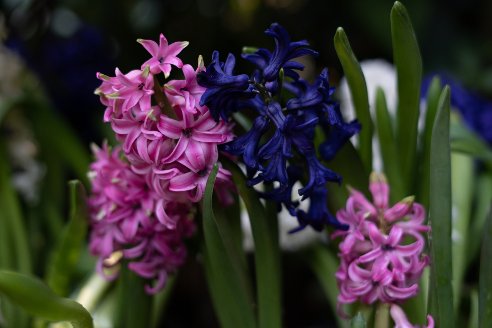Omamný hyacint